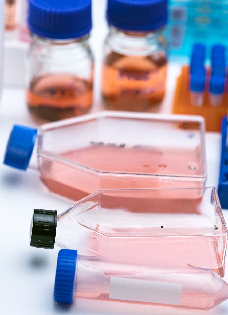 Primary AEC Cell, Rat