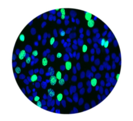 [SA-ASSAY-26] E-Click EdU Cell Proliferation Imaging Assay Kit (Red, Elab Fluor® 594)